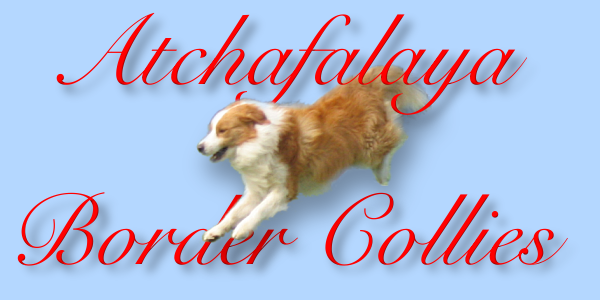 Atchafalaya Border Collies