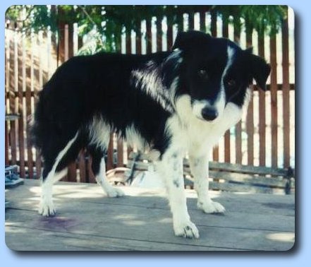 Garibaldi - Mr Personality