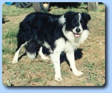 Garibaldi Standing..