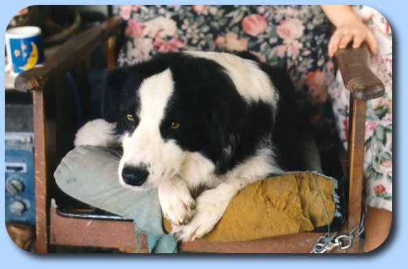 Jaz in a well 'dogged' chair!