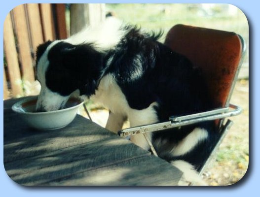 Misty in baby chair!