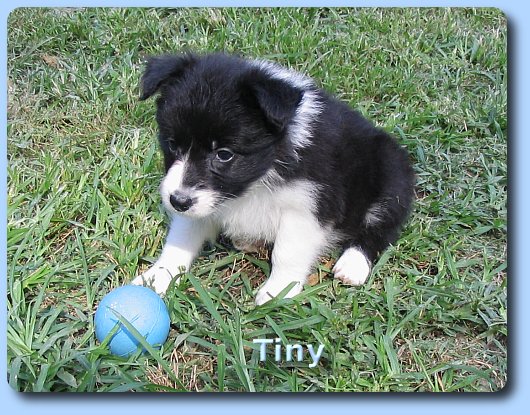 Tiny