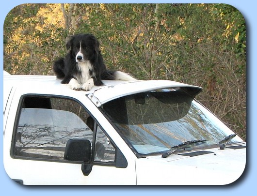 Duke on car