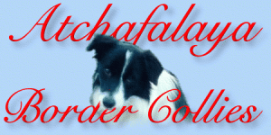 Atchafalaya Border Collies